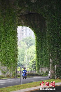 污染重压下的坚韧生命