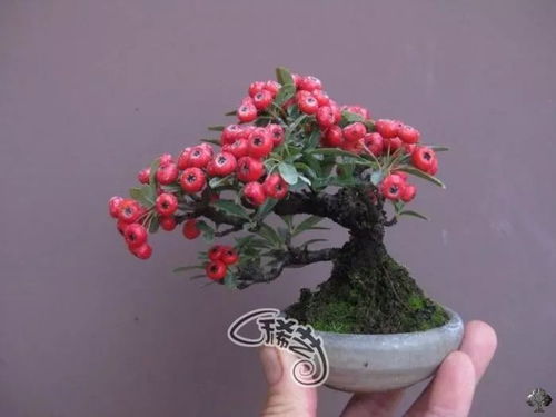 红狮子枫树：名贵中的名贵