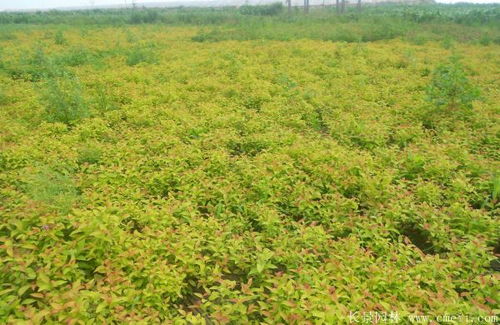 金叶莸——那金黄中的小精灵