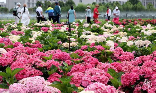 端午花：色彩斑斓的节日使者