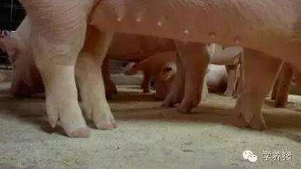 如何精准区分副猪、链球菌、猪丹毒并应对关节肿大跛行生猪？