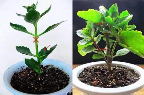 百合花谢后如何正确修剪才能促进
爆盆开花