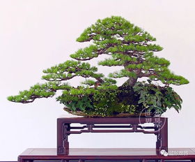 五针松：矮小精悍， 韵味十足