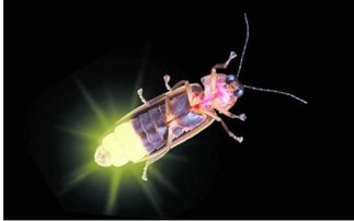 专家推荐：权威解答