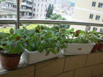 阳台种植除虫菊的乐趣与挑战