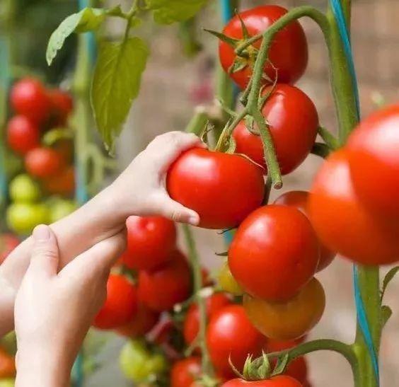 阳台党也适用的配方