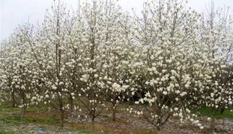 南阳玉兰基地， 诚信苗木等你来