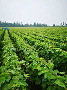 江西宜丰茶油树苗种植指南：湖南气候下的最佳选择
