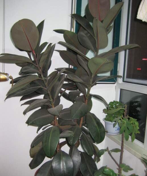 橡皮树养殖土壤：成长的舞台