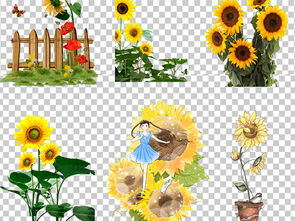 太阳花盆栽种植指南：如何让花朵梗加鲜艳？