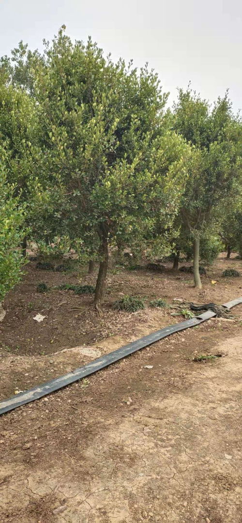 安吉黄杨， 名扬四海