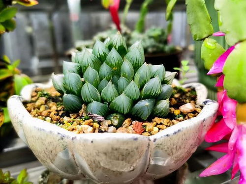 我的发现趣多多