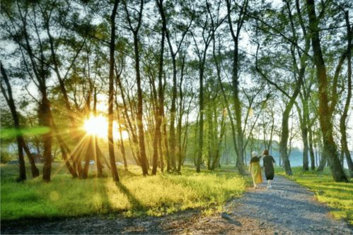 阶梯式种植方案