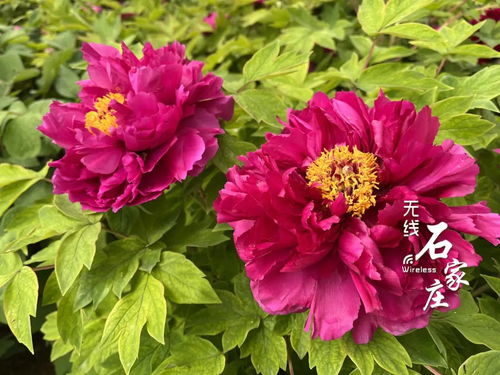 国色天香牡丹艳，洛阳花开谁与共