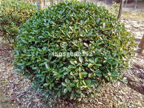 大叶黄杨球的报价，怎么这么神秘？