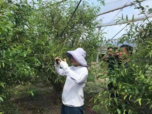 一下 黄杨树防虫害的农药使用指南