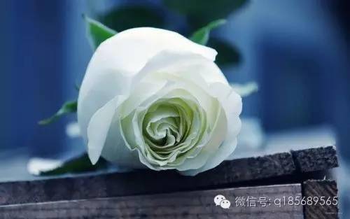 十六朵玫瑰花代表什么含义，它们的花开花落象征着爱与美的永恒