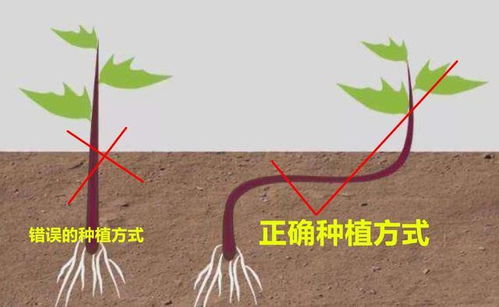 “红薯苗在什么月份种植最合适，春季还是秋季