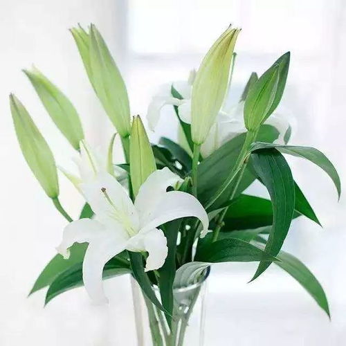 水培百合花如何正确种植并注意哪些关键事项才能保证花朵健康绽放
