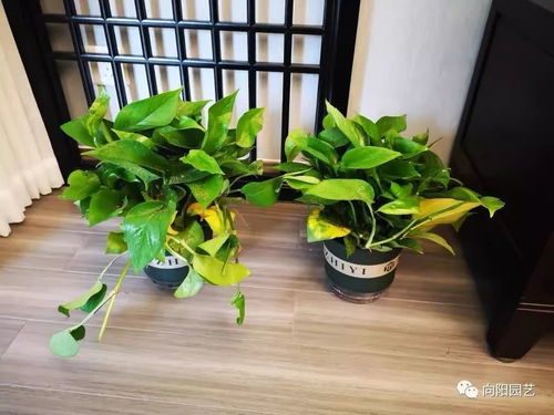 绿萝大业，为何一夜之间尽成黄叶之谜