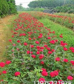 丁香、 紫玉兰、月季：色彩斑斓的春天