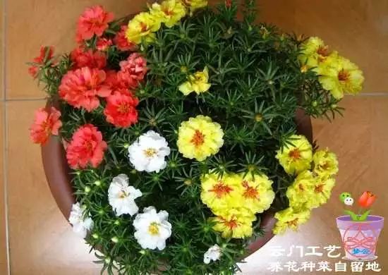 重瓣太阳花如何进行科学养护和种植