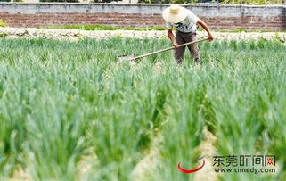 东莞1857亩蔬菜滞销，农业部门面临销售难题