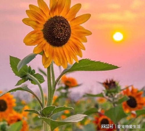 太阳花修剪最佳时期：畜牧领域如何抓住季节优势？