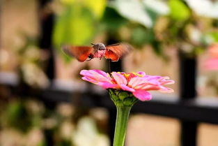 开花才会geng聚集。
