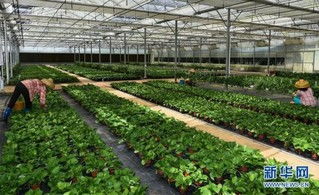 打造花卉市场新趋势：高效肉类库存摆放标准揭秘