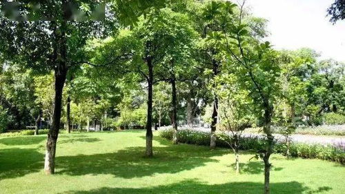 树木的“冬眠”之道：如何在寒冷中生存