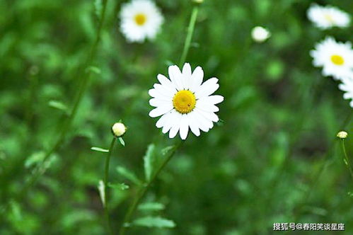 “春暖花开，雏菊绽放，春季爆款花卉！”