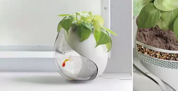 蒜头植物盆栽怎么做？如何让蒜头在花盆里生根发芽