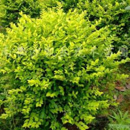 矮灌木：那些不起眼却重要的绿化小嫩手