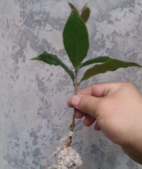 扦插时间：选对时机是关键