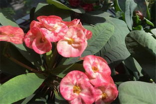 家里养刺梅花应该怎么浇水？