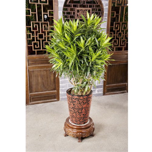 夏威夷花卉租赁， 打造心仪空间的小秘密