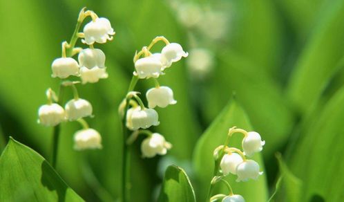 木香的生长速度，你知道吗？