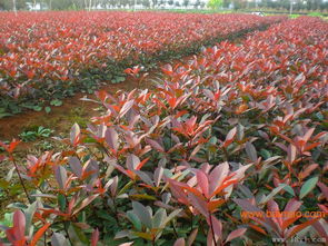 网店的奇幻探险