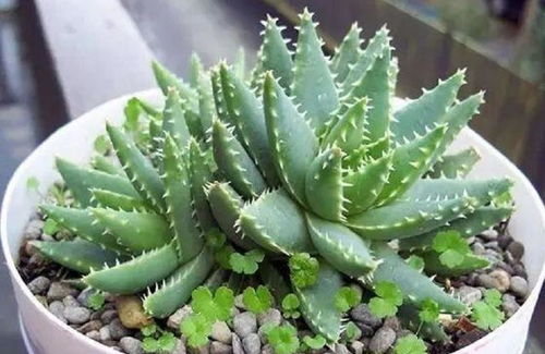 芦荟缓苗期间浇水， 新手必堪的三大保命法则