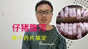 仔猪腹泻，是病毒还是细菌作祟