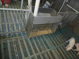 保育期间前保育料和后保育料有什么具体区别？
