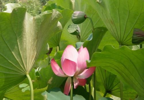 养护腊梅的小知识