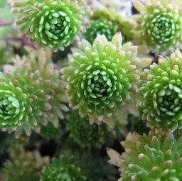 控制高度， 疏剪分枝