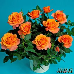 羚羊月季的花期揭秘