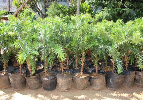 珍贵树种和其种植管护