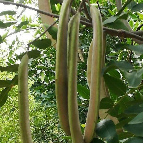 皂荚树为何多年不开花？探究土壤、 水分与光照之谜