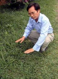 正确种植， 提高林下草种效益