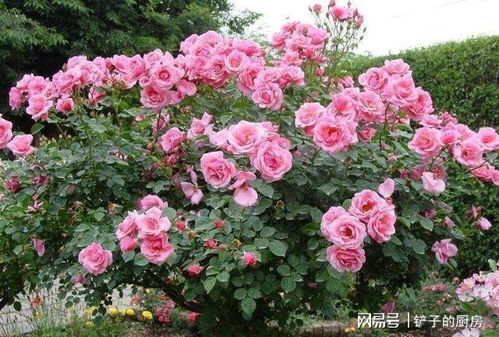 秋季如何科学栽培月季花，使其在寒冷季节依然繁花似锦