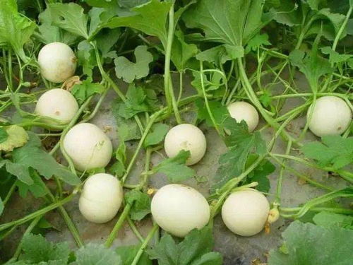 农药残留，会不会有毒？